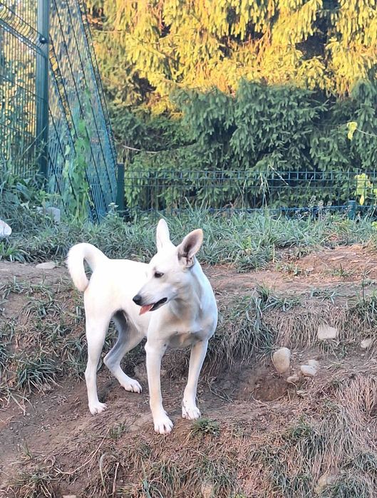 Urocza i energiczna Coco szuka domu