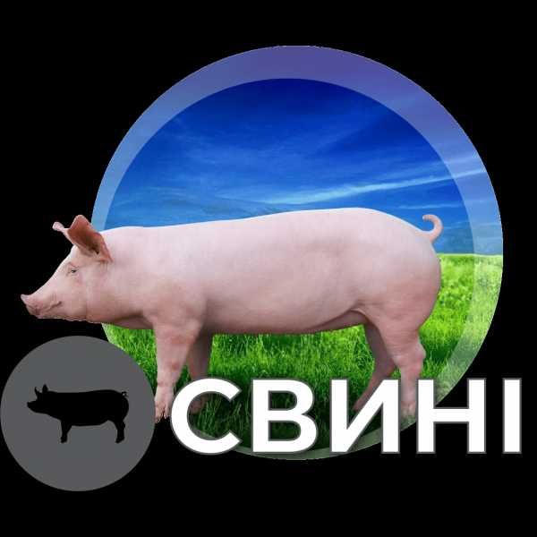 AVA GROUP Премікси бмвд від виробника  гарантована якість доставка