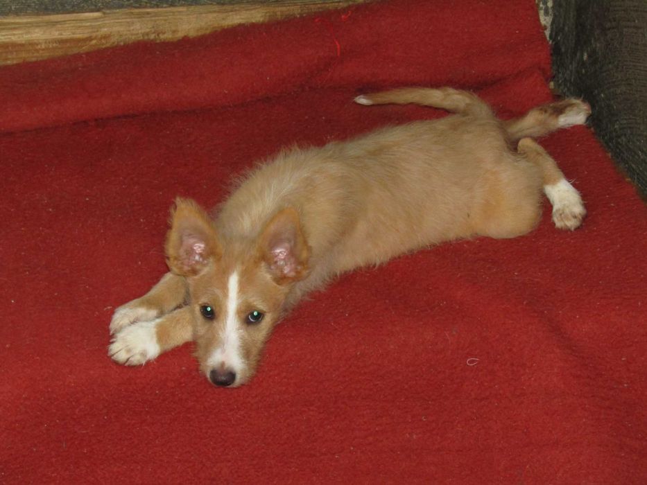 Podengo Português Médio Cerdoso LOP/Pedigree/Afixo