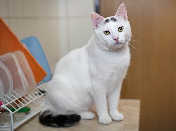 Пристраиваем в добрые руки