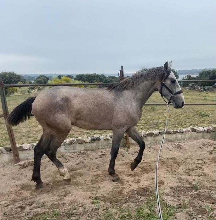 Animais lusitanos puros