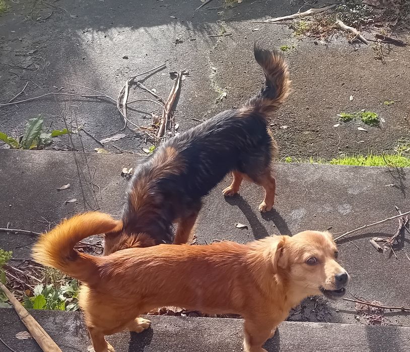 Cães para adopção