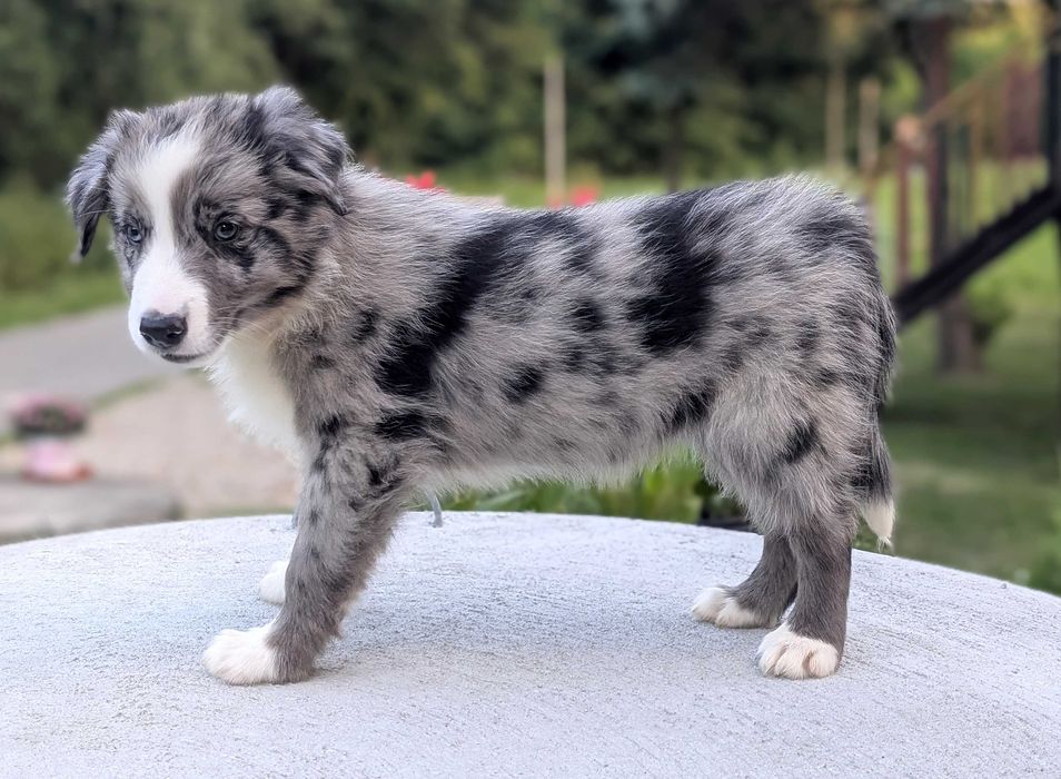 Border Collie samiec pies blue merle przebadani rodzice do odbioru