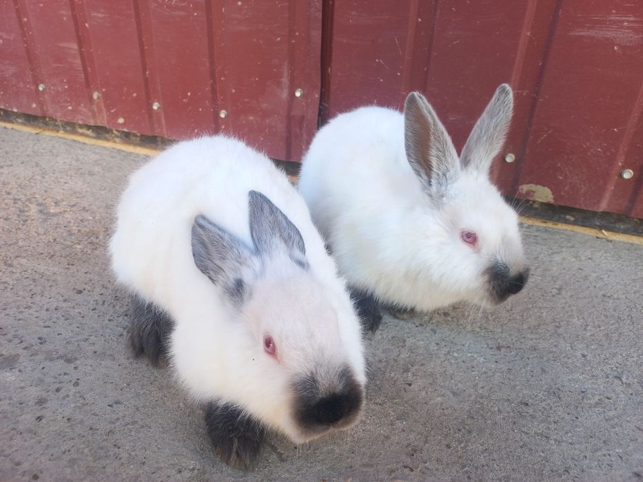 Кролики Каліфорнії