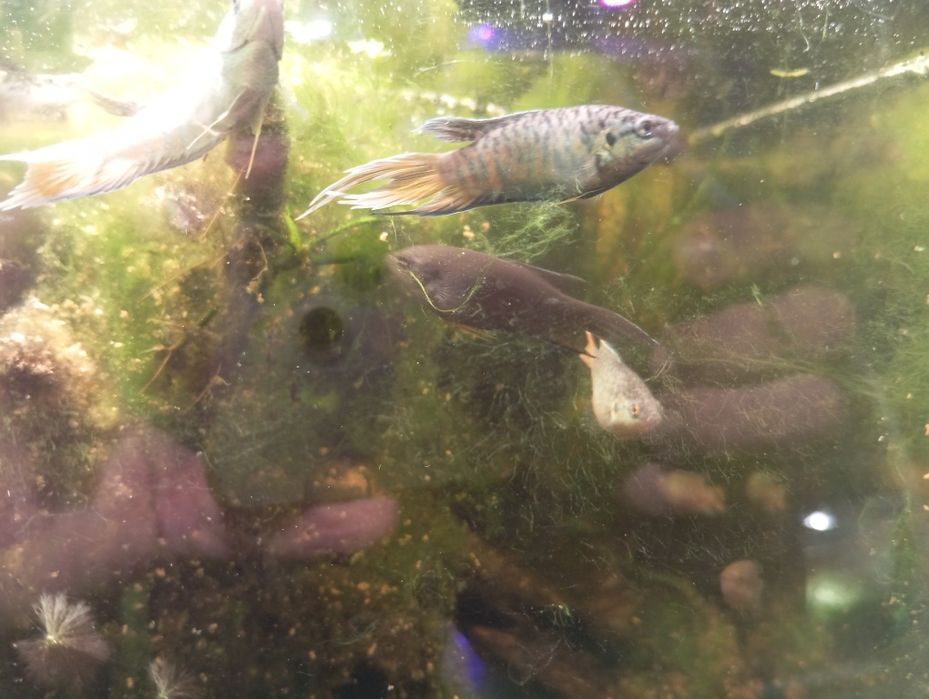 Macropodus spechti paraíso negro