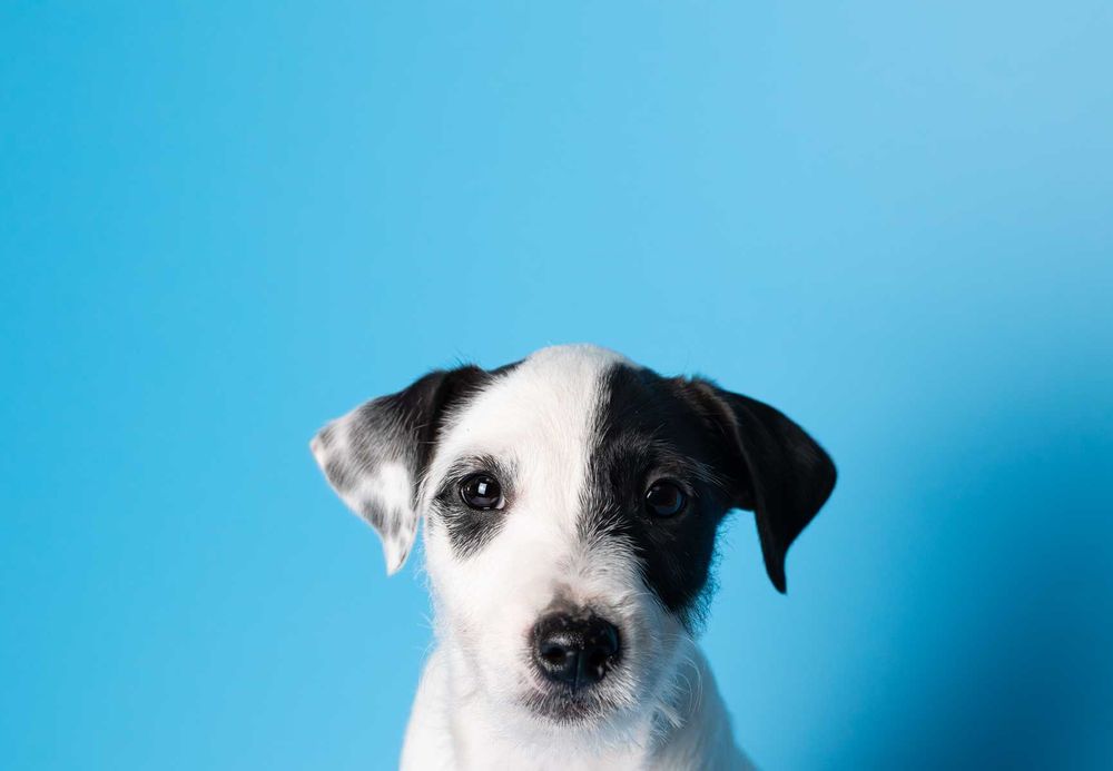 Parson Russell Terrier - samczyk ZKwP/FCI