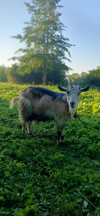 Продам  зааненську козу