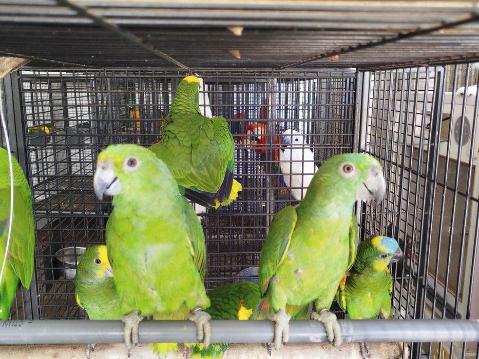 Amazona auropalliata