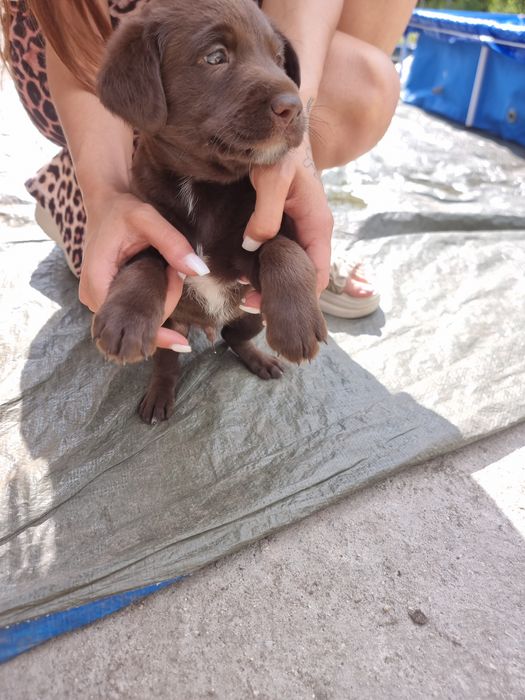 Cãezinho a precisar de um lar