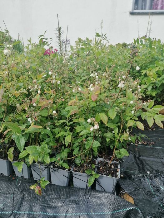 Vende-se plantas de mirtilo já com frutos (vaso P9)