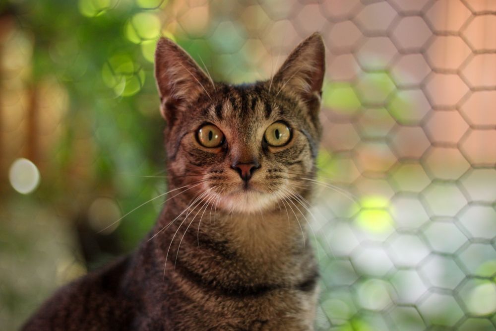 Kocie rodzeństwo do adopcji