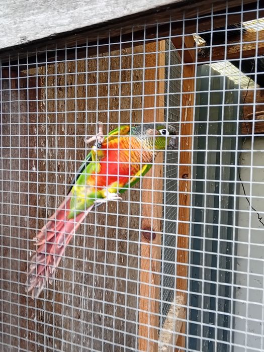 Pyuhurra  de boa saúde