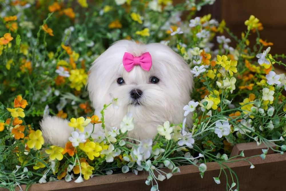 Для, ценителей породы, изысканности и красоты