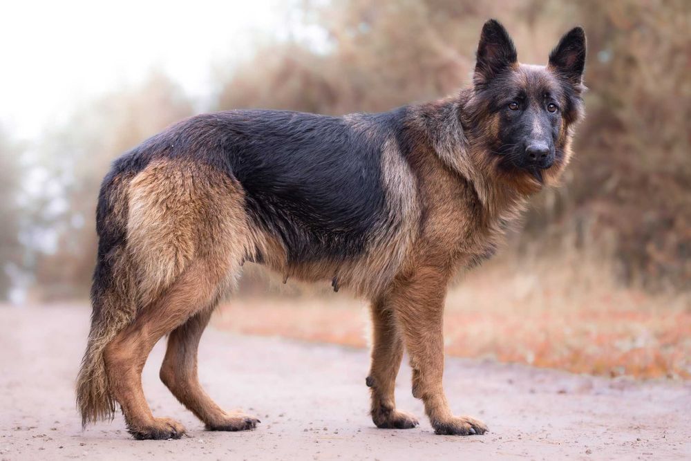 Campabella: owczarkowa piękność