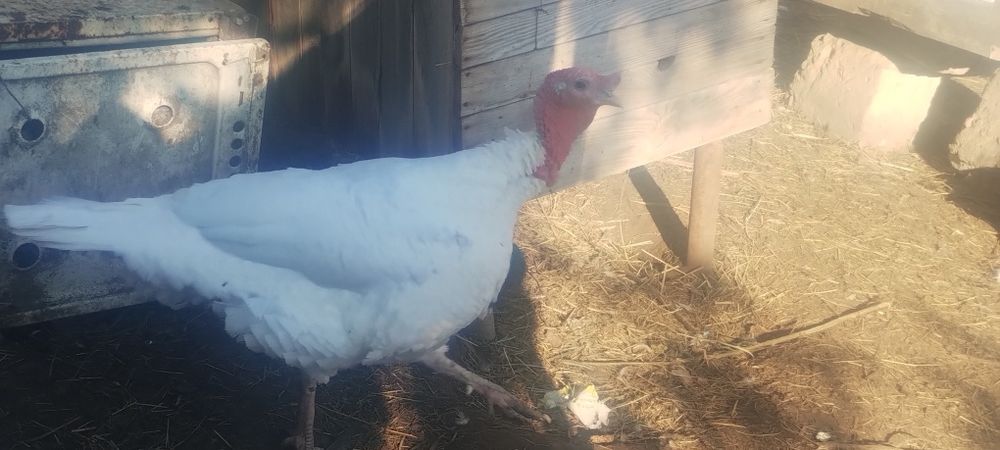 Продам індики на розведення.