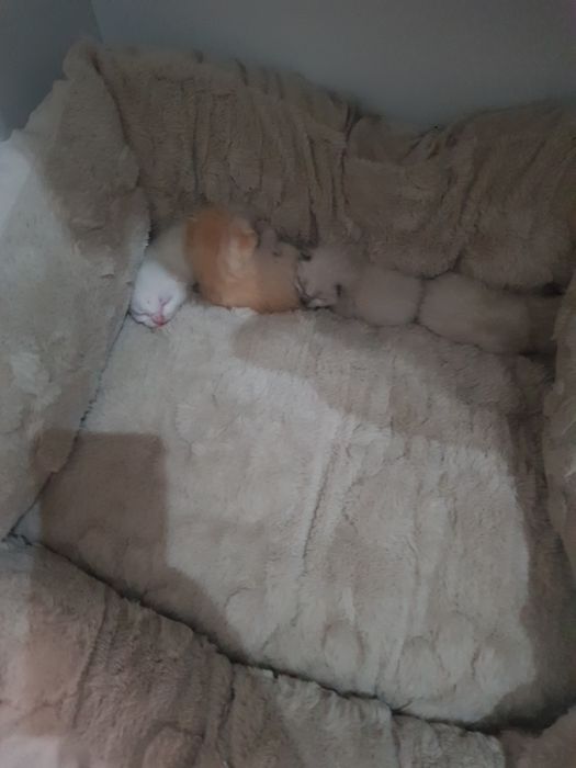 Gatos para adoção