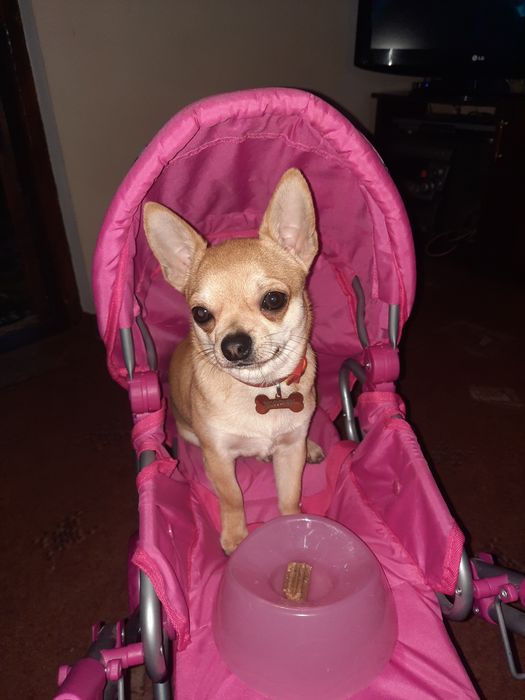 Чіхуахуа на в'язку