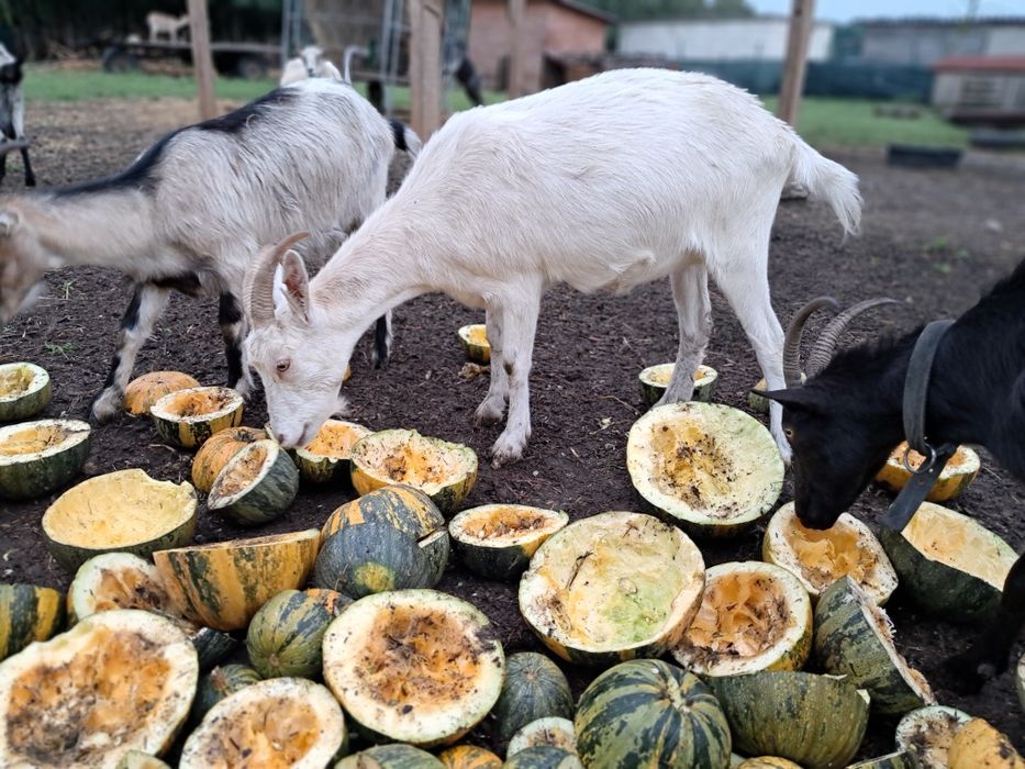 Kozie mleko dostępne