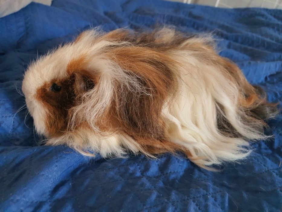 Świnki morskie rasowe