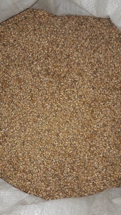 Sprzedam zboże: pszenica, pszenżyto, owies, 2025