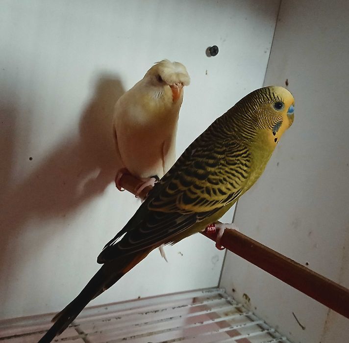 Piriquitos Australianos