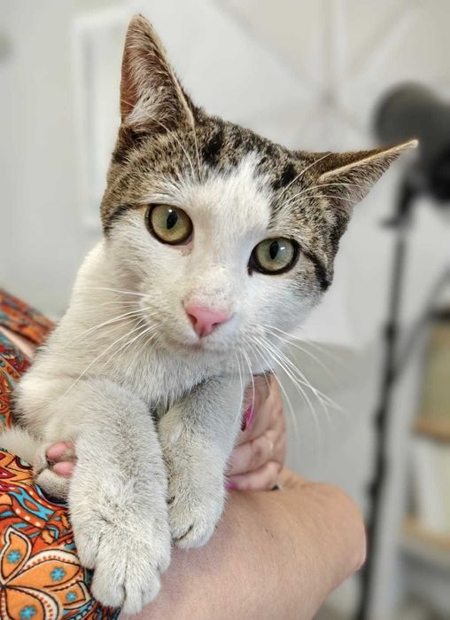 Kiwuś – kocia miłość, która nie zna barier. Adoptuj!