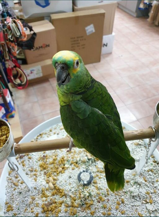 Papagaio muito meigo a falar muito