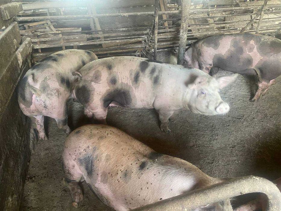 Продам свині жива вага