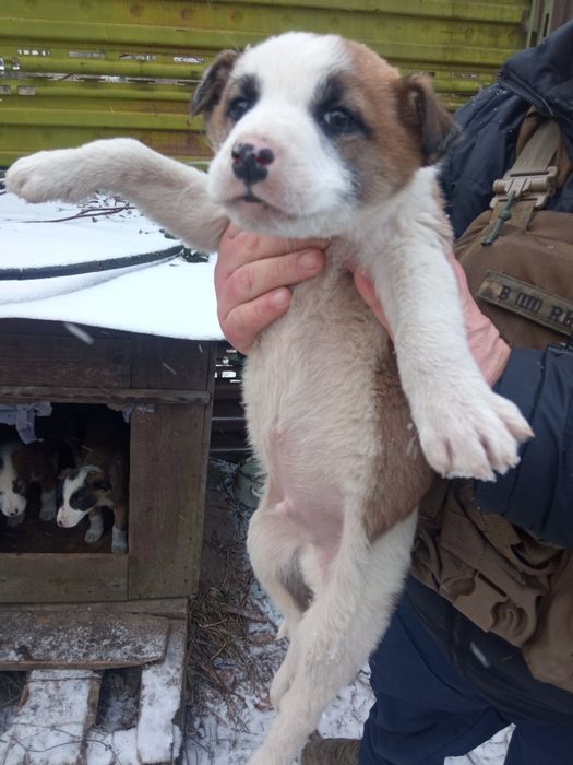 Маленькие щенки в добрые руки