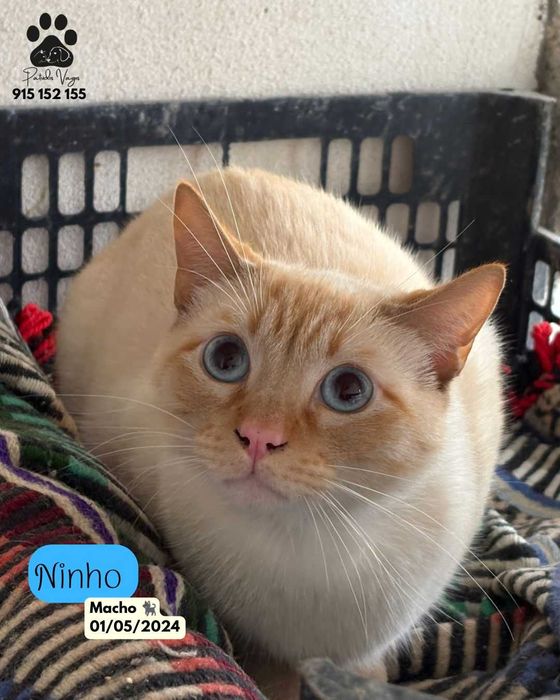Gato para adoçao (Ninho)