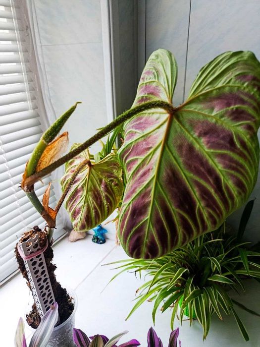 Philodendron gloriosum — філодендрон ґлоріозум