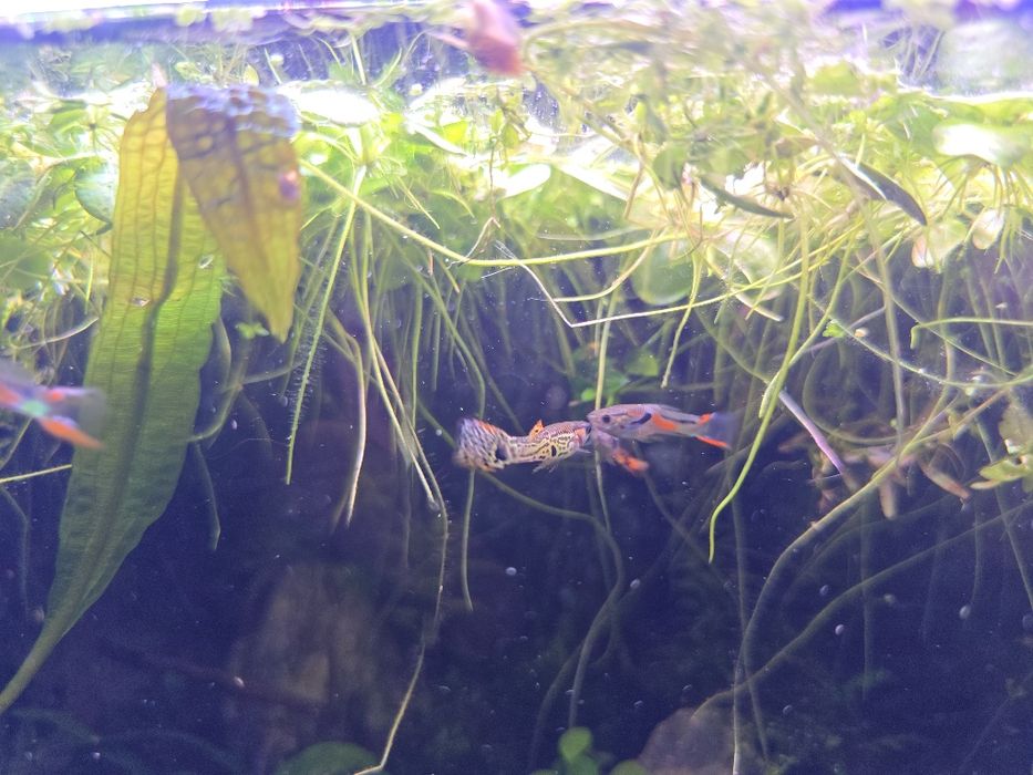 Guppys juvenis Machos e fêmeas