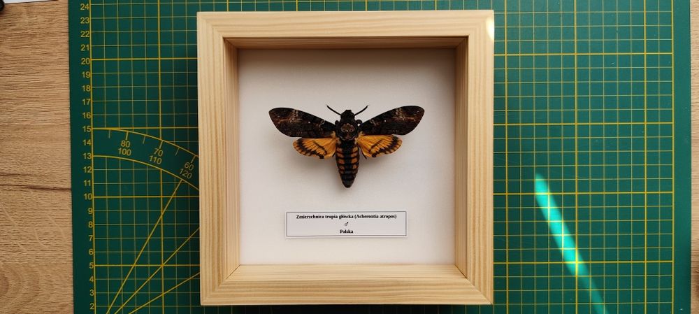 Ramka/gablotka z motylem 15x15 cm - Zmierzchnica trupia główka