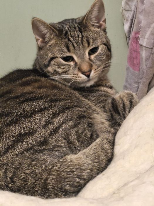 Shaza kotka do adopcji