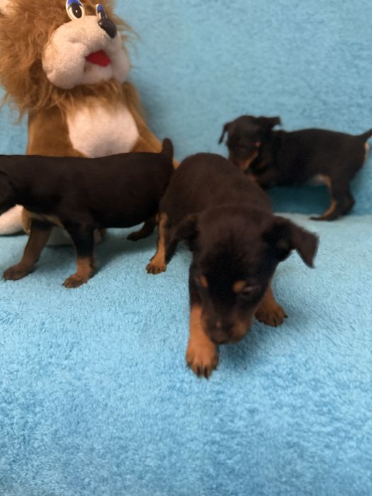 Щенки  немецкого ягтерьера