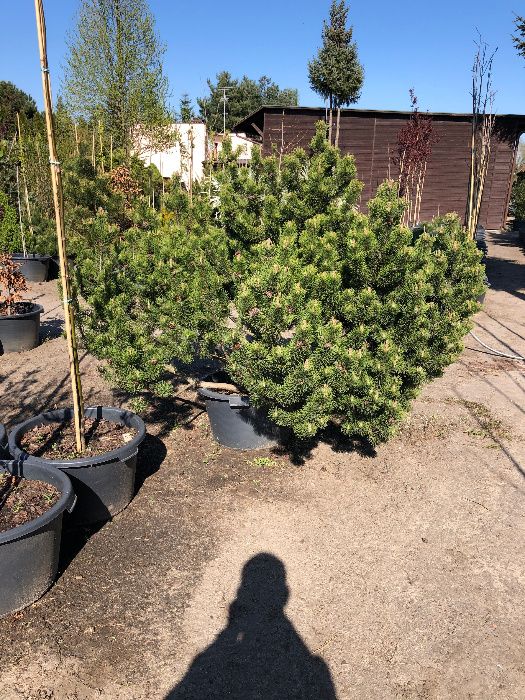 Kosodrzewina 'PINUS MUGO PUMILIO' Duze Okazy