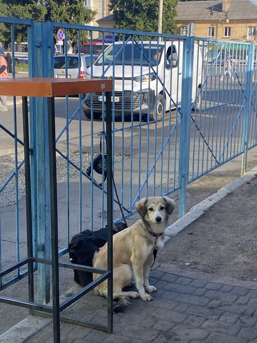 віддамо дівчинку в добрі руки ТЕРМІНОВО