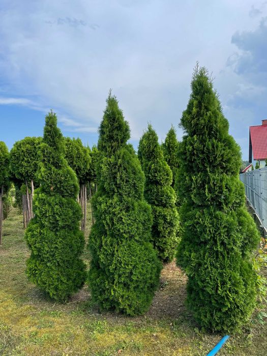 Duże tuje Szmaragd 270cm. Tuje na żywopłot
