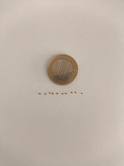 10 SEMENTES da planta Biophytum sensitivum