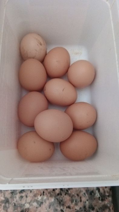 Ovos caseiros em Fiães