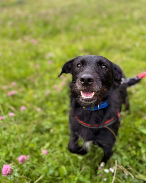 Manga - nieduża, pozytywna suczka do adopcji