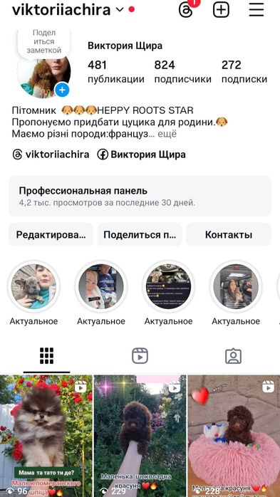 Суперовий хлопчик , померанского шпіца