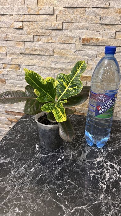 Кротон / Кодіеум