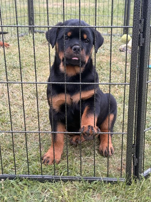 Rottweiler - piękny szczeniak - suka (samica)
