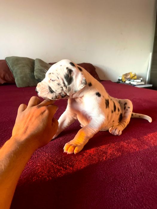 dog alemão arlequim fêmeas lop e afixo