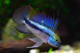 Apistogramma trifasciata 
       Pielęgniczka trójpręga