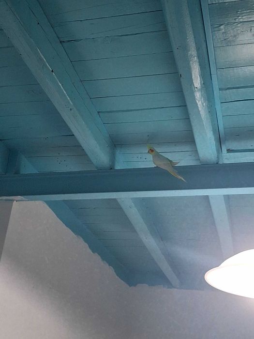 Troco casal de caturras