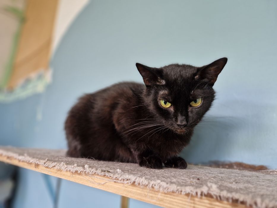 Gabrysia spokojna kotka