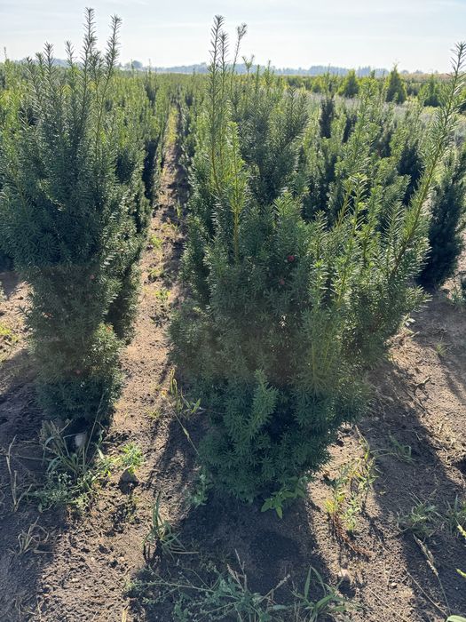Cis hicksi  taxus
