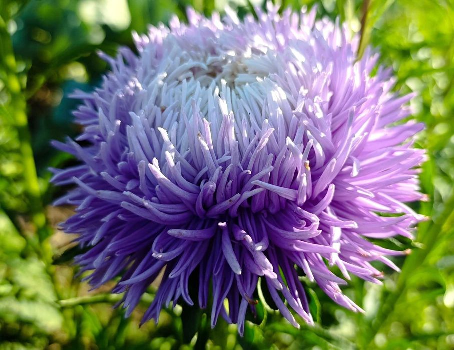 Пропоную своє домашнє насіння -  Айстра махрова